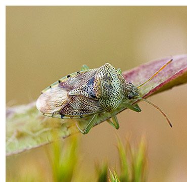 Insectenwerkgroep