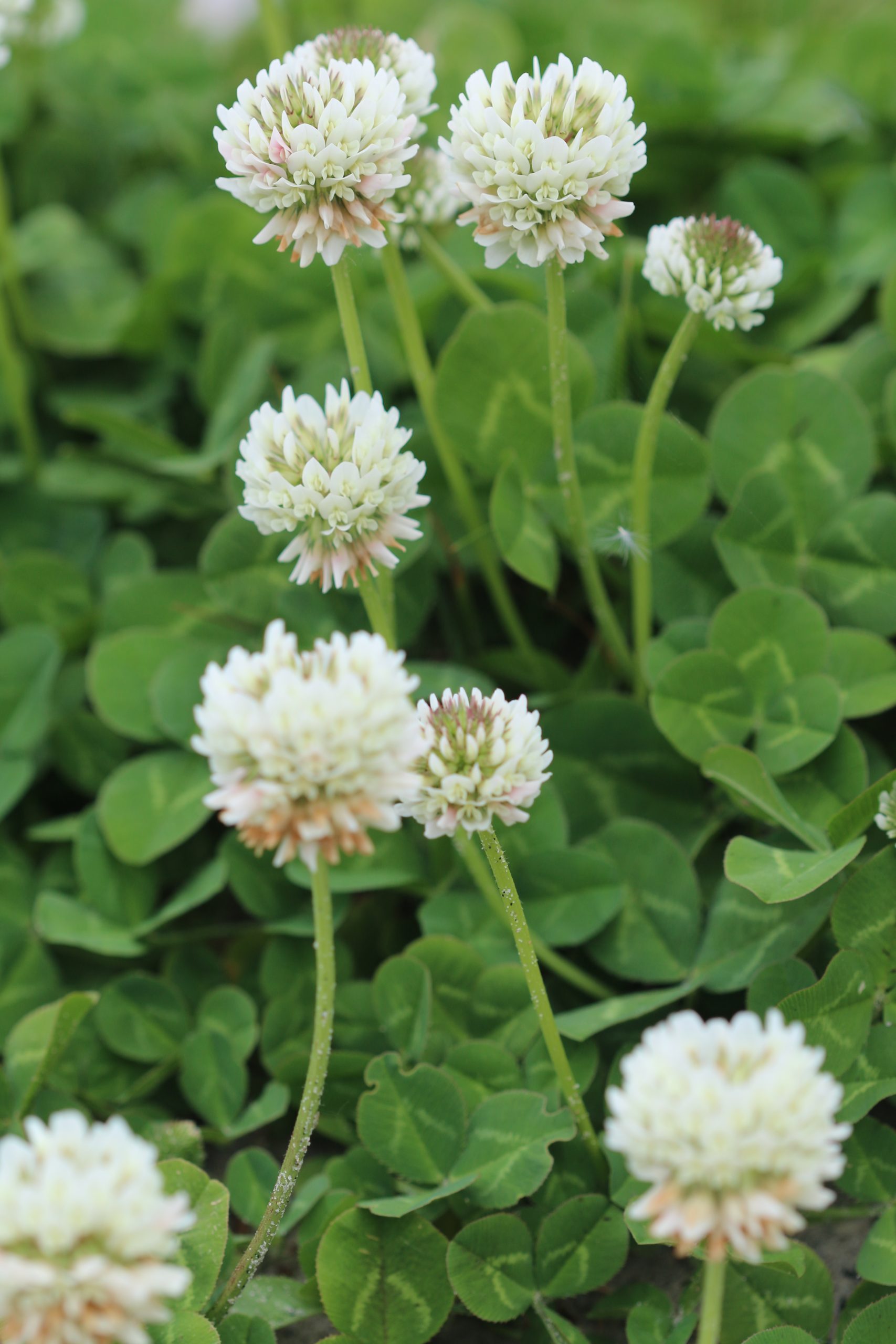 Plantenwerkgroep