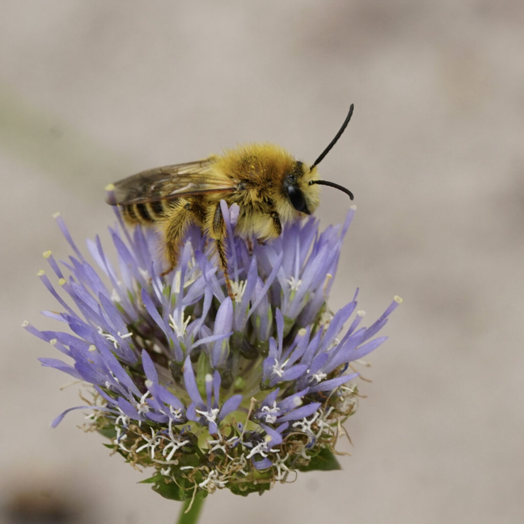 pluimvoetbij op zandblauwtje