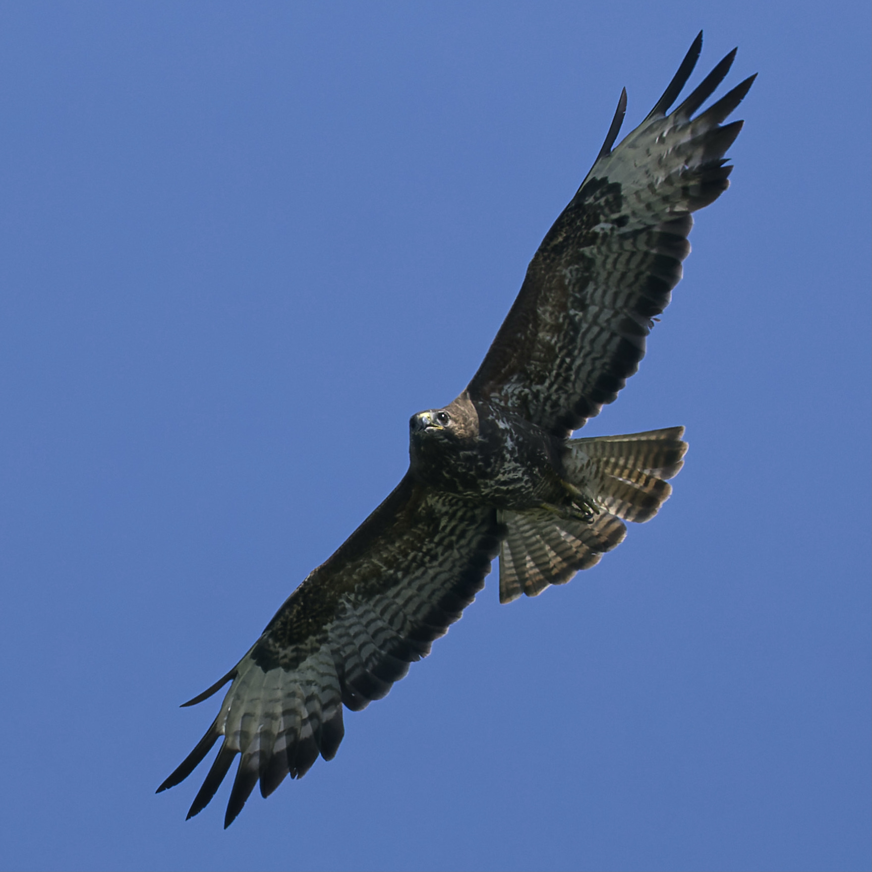 Vogelwerkgroep
