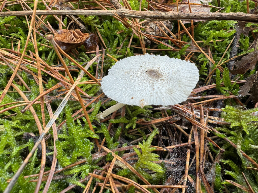 spikkelplooiparasol