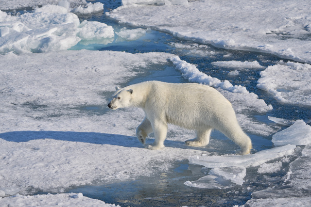 Natuur op Spitsbergen