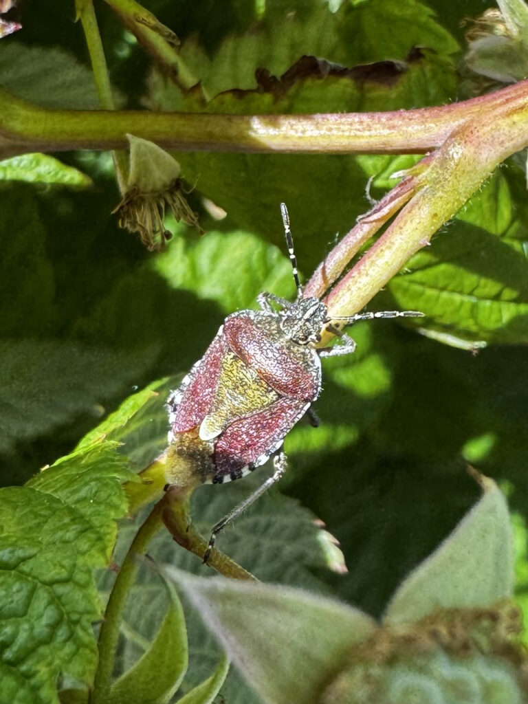 bessenschildwants