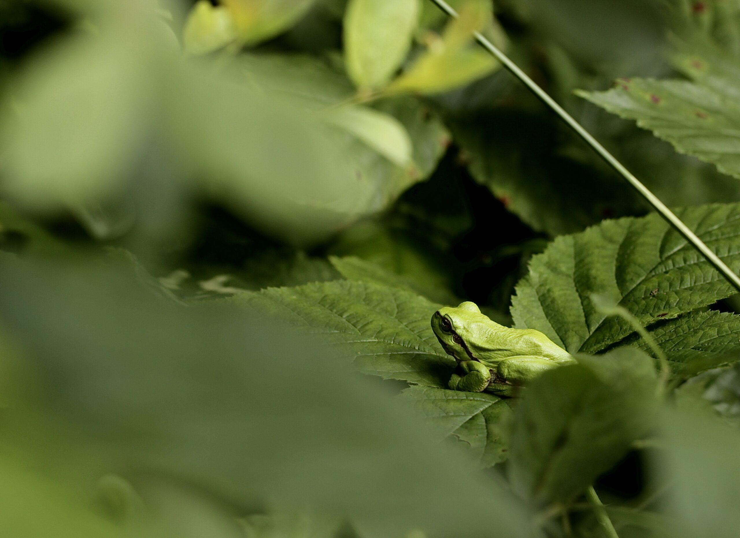 Biodiversiteit in een divers landschap