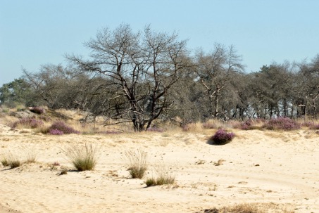 Route Duin Kalmthoutse Heide