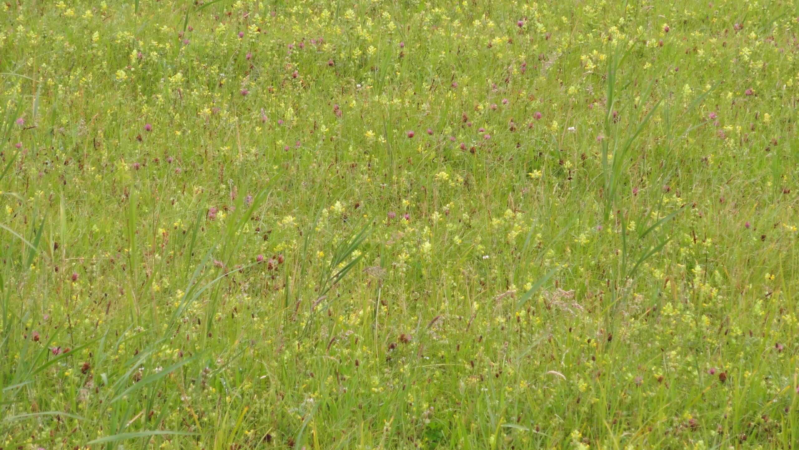 Kruidenrijke graslanden