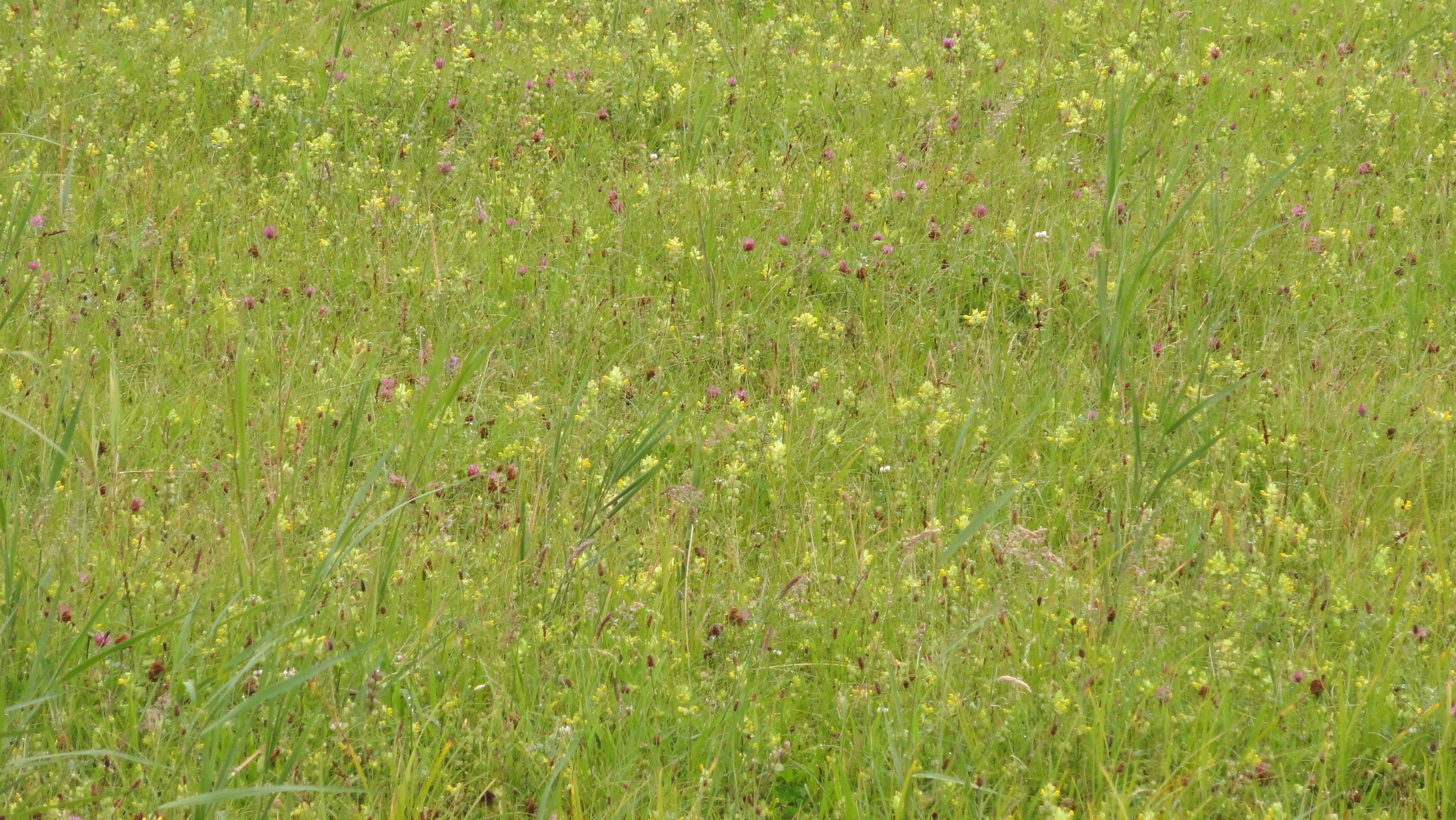 Kruidenrijke graslanden