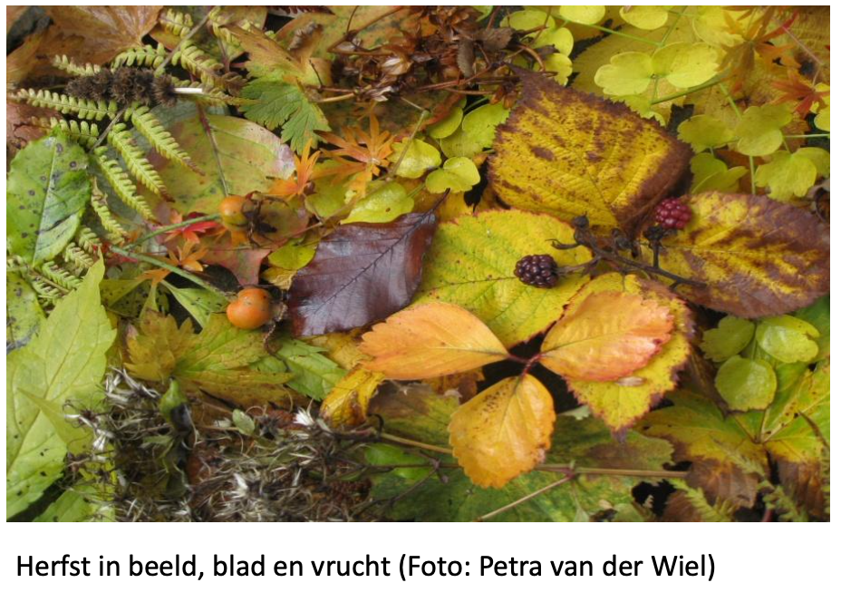 Zaden, vruchten, mossen in de Ettense Gemeentebossen
